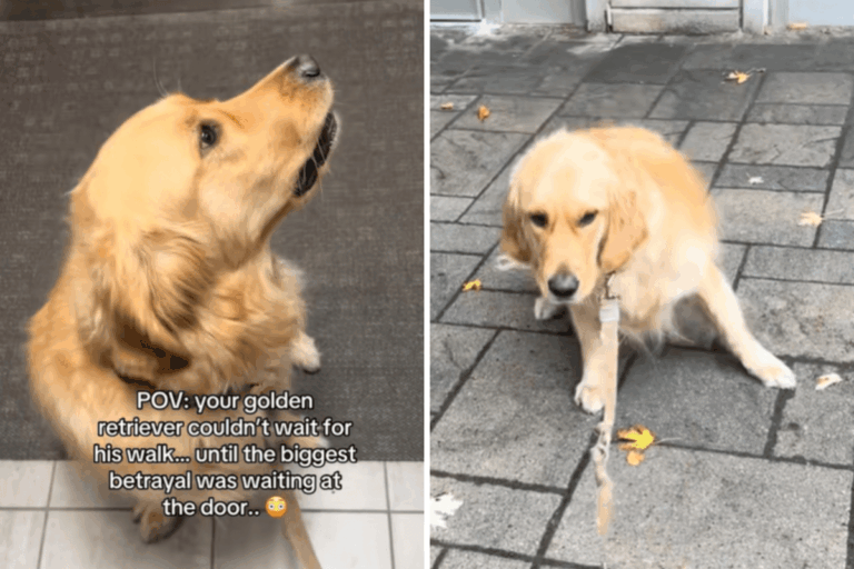 golden-retriever-s-heartwarming-reaction-to-grooming-betrayal