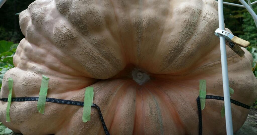 grow-your-own-giant-pumpkin-science-tips-for-success