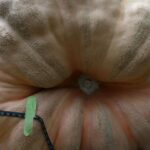 grow-your-own-giant-pumpkin-science-tips-for-success