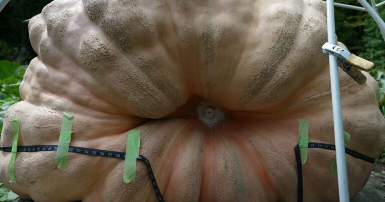 grow-your-own-giant-pumpkin-science-tips-for-success