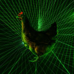 japanese-farmers-deploy-laser-drones-to-protect-chickens