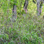 kauai-county-council-to-discuss-poipu-road-tree-removals