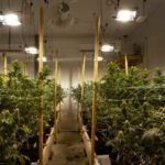 maine-cannabis-sales-stabilize-as-industry-hits-5-year-mark