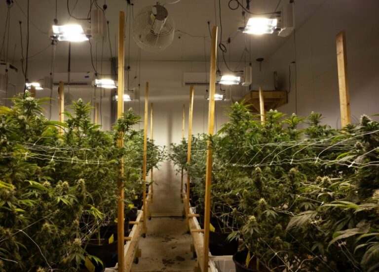 maine-cannabis-sales-stabilize-as-industry-hits-5-year-mark