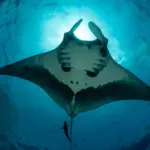 manta-rays-dive-deep-to-navigate-ocean-s-vastness-study-finds
