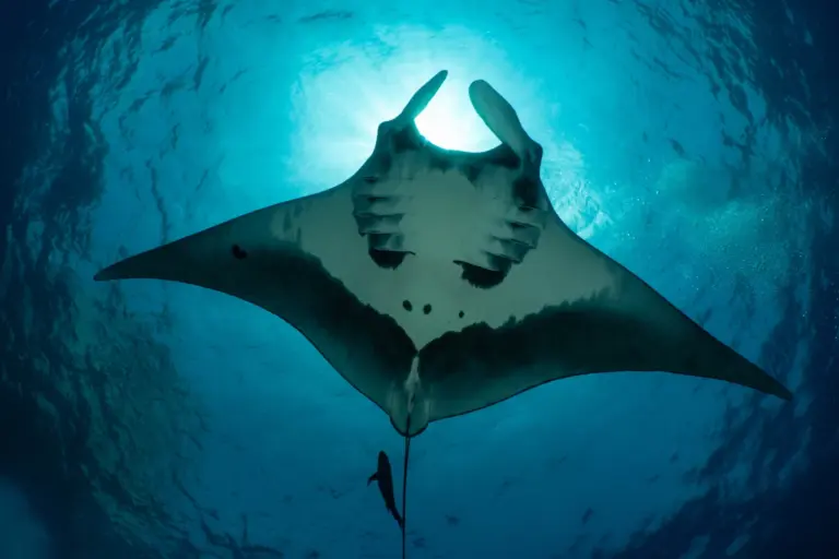 manta-rays-dive-deep-to-navigate-ocean-s-vastness-study-finds