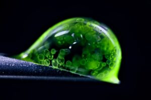 nikon-s-photomicrography-competition-reveals-stunning-micro-worlds