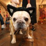 petsmart-invites-pets-to-halloween-celebration-this-weekend-
