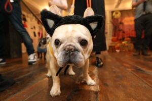petsmart-invites-pets-to-halloween-celebration-this-weekend-