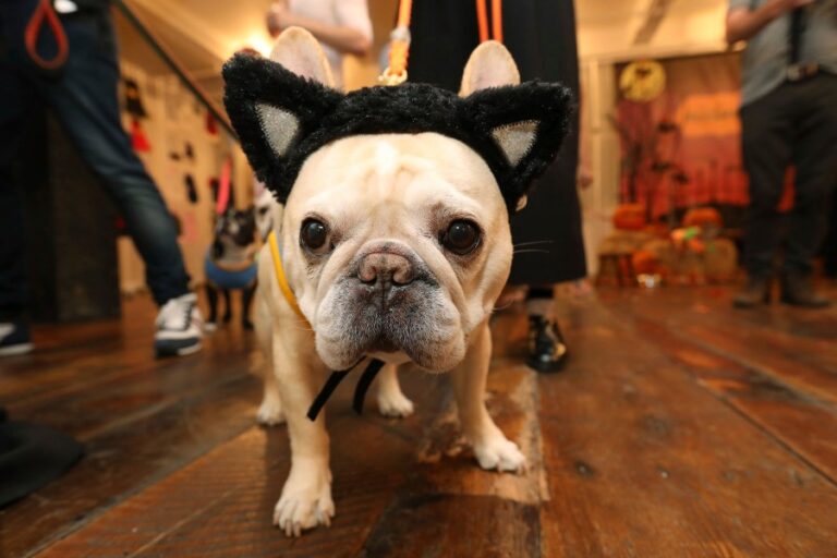 petsmart-invites-pets-to-halloween-celebration-this-weekend-