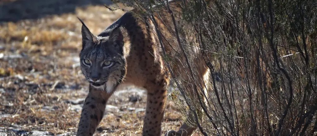 rare-all-white-iberian-lynx-spotted-in-spain-a-conservation-triumph