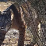 rare-all-white-iberian-lynx-spotted-in-spain-a-conservation-triumph