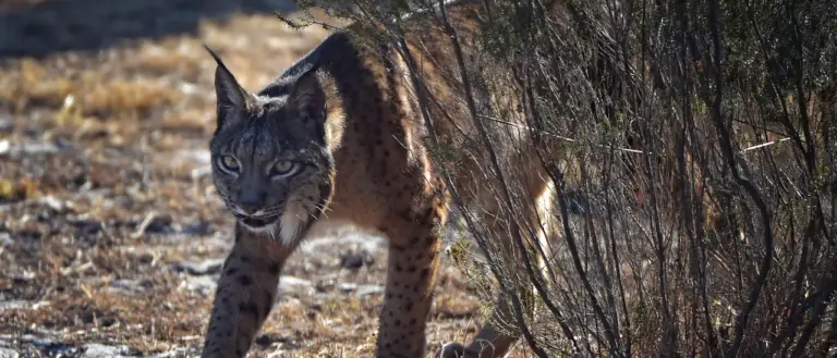 rare-all-white-iberian-lynx-spotted-in-spain-a-conservation-triumph
