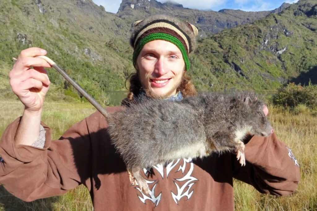 rediscovered-woolly-rat-thrives-in-new-guinea-after-30-years