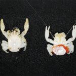 researchers-discover-new-species-in-australia-s-deep-seas