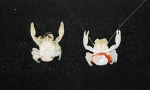 researchers-discover-new-species-in-australia-s-deep-seas