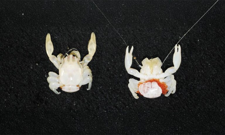 researchers-discover-new-species-in-australia-s-deep-seas