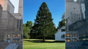 rockefeller-center-christmas-tree-arrives-from-upstate-new-york