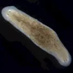 scientists-achieve-superconductivity-in-germanium-boosting-quantum-tech