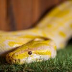scientists-uncover-secrets-behind-reptilian-urine-crystals