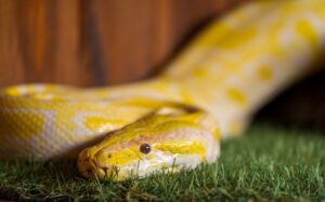 scientists-uncover-secrets-behind-reptilian-urine-crystals