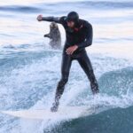 sea-otters-commandeer-surfboards-at-santa-cruz-beach-again