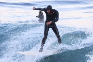 sea-otters-commandeer-surfboards-at-santa-cruz-beach-again