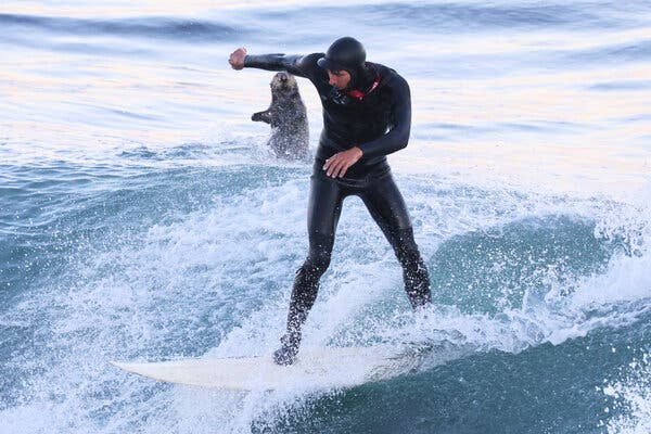sea-otters-commandeer-surfboards-at-santa-cruz-beach-again