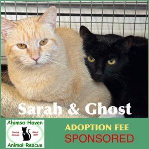 siblings-sarah-and-ghost-forge-strong-bond-at-ahimsa-haven
