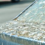 study-reveals-birds-preferences-for-pooping-on-certain-cars