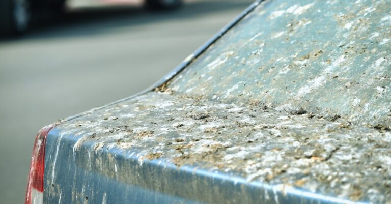 study-reveals-birds-preferences-for-pooping-on-certain-cars