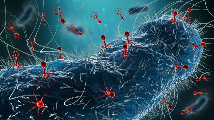 study-reveals-hundreds-of-new-phages-in-human-gut-virome