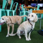 urgent-debate-erupts-over-dogs-in-restaurants-public-split-on-policies