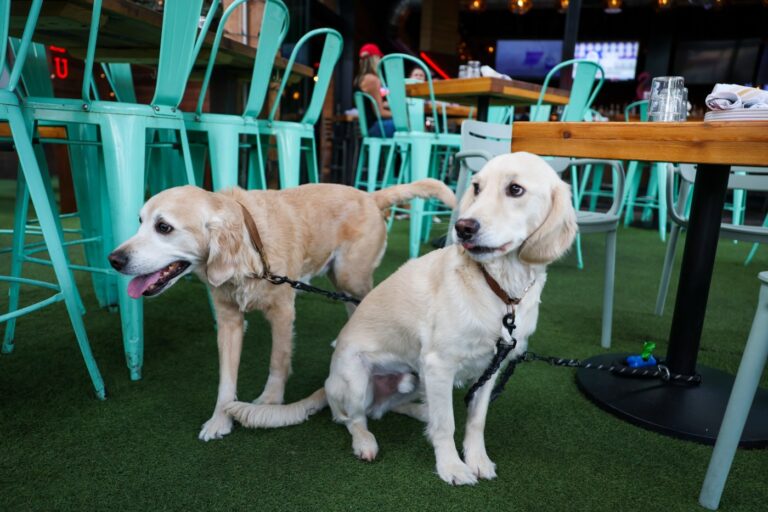 urgent-debate-erupts-over-dogs-in-restaurants-public-split-on-policies