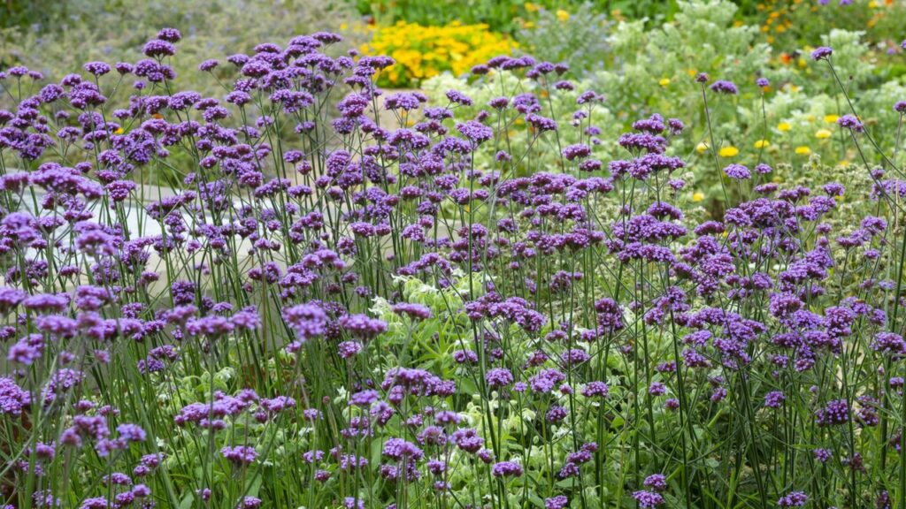 urgent-master-verbena-division-this-fall-for-free-plants-now