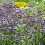 urgent-master-verbena-division-this-fall-for-free-plants-now