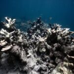urgent-report-confirms-coral-reefs-cross-critical-climate-tipping-point