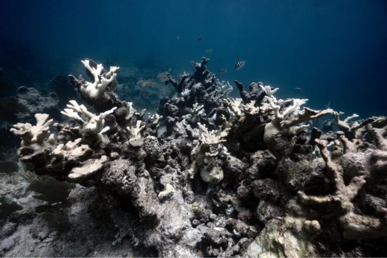 urgent-report-confirms-coral-reefs-cross-critical-climate-tipping-point