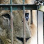 urgent-rescue-62-big-cats-and-bears-receive-care-in-argentina