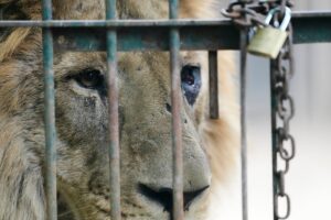 urgent-rescue-62-big-cats-and-bears-receive-care-in-argentina
