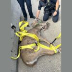 urgent-rescue-four-point-buck-freed-from-i-75-barriers