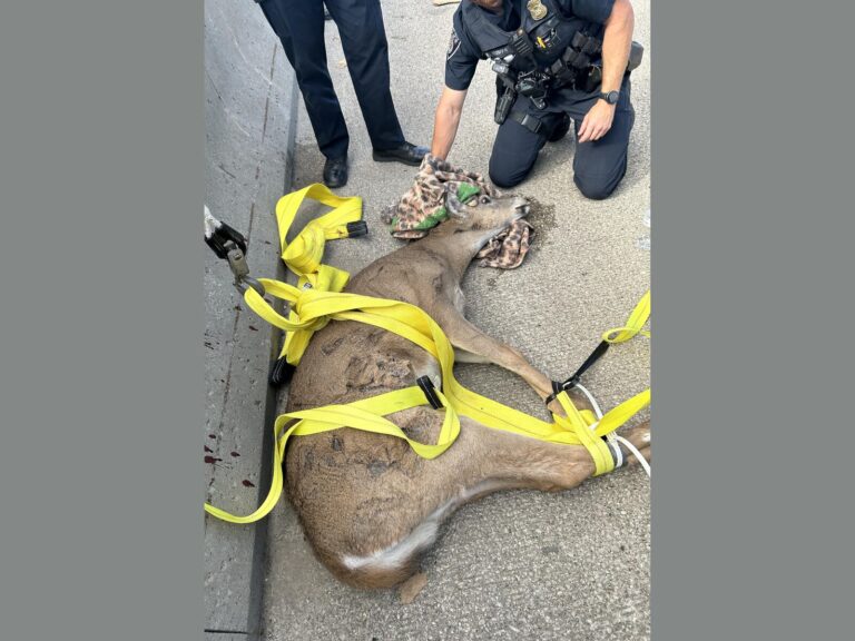 urgent-rescue-four-point-buck-freed-from-i-75-barriers