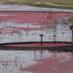 urgent-rising-costs-push-massachusetts-cranberry-farmers-to-retire-bogs