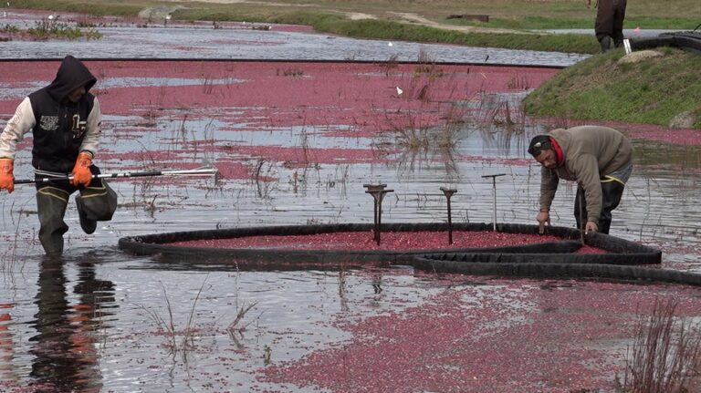 urgent-rising-costs-push-massachusetts-cranberry-farmers-to-retire-bogs