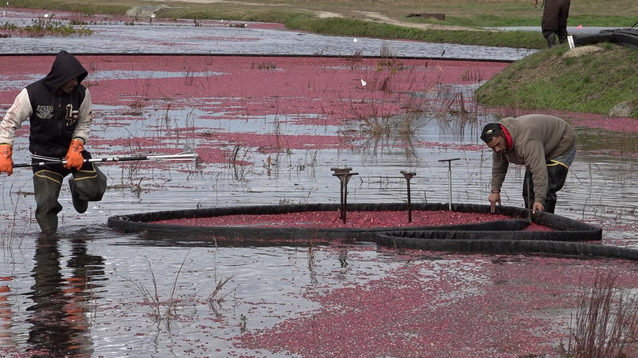 urgent-rising-costs-push-massachusetts-cranberry-farmers-to-retire-bogs