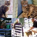 urgent-search-for-floki-cat-kidnapped-by-delivery-driver