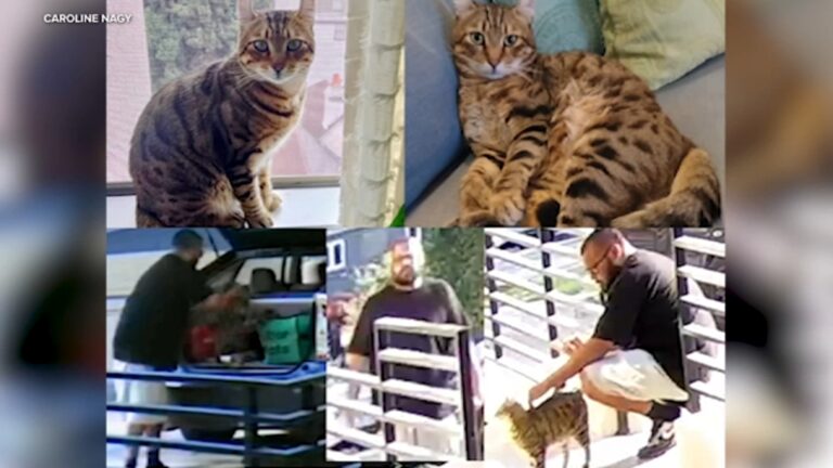 urgent-search-for-floki-cat-kidnapped-by-delivery-driver