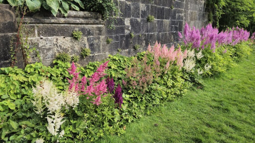 urgent-tips-to-care-for-astilbe-this-fall-for-healthy-blooms