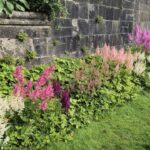 urgent-tips-to-care-for-astilbe-this-fall-for-healthy-blooms