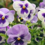 Sweet Faces of Summer - Pansy Flowers!